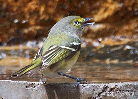 White-eyed Vireo_41038.jpg - White-eyed Vireo (Vireo griseus) photographed along the Gulf coast near Rockport, Texas, USA.